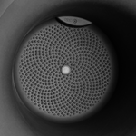 june tulip 40cm zwart